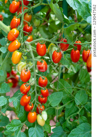 微型蕃茄Aiko在廚房庭院裡 129047562