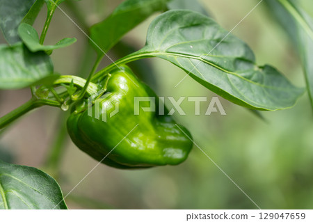 在領域的甜椒 129047659
