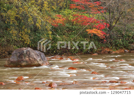 A river flowing through autumn leaves A river flowing through autumn leaves 129047715