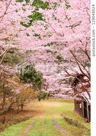 Tunnel of cherry blossoms in full bloom 129048024
