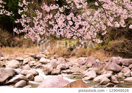 盛開的櫻花隧道 129048026