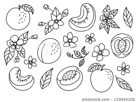 Peach set line art illustrations with leaves and flowers, minimal design Peach set line art illustrations with leaves and flowers, minimal design 129048108