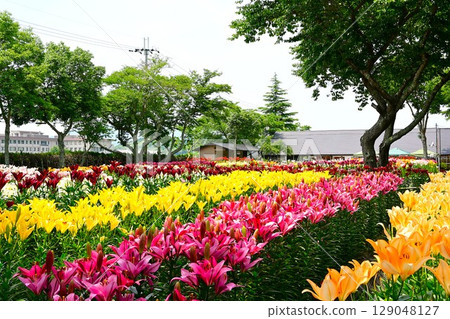 A colorful lily garden in full bloom 129048127