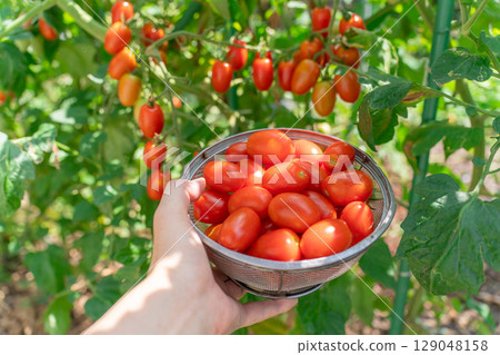 Aiko 從自家花園裡收穫的櫻桃番茄 129048158