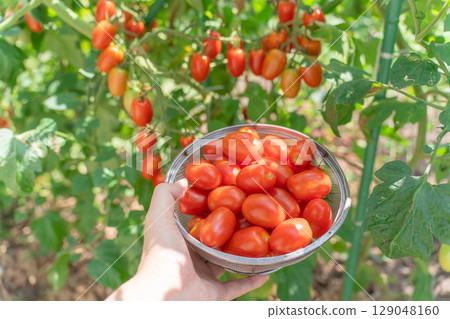 Aiko 從自家花園裡收穫的櫻桃番茄 129048160