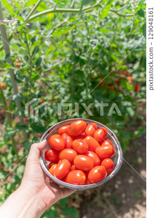 Aiko 從自家花園裡收穫的櫻桃番茄 129048161