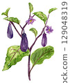 Eggplant in a home garden watercolor illustration 129048319