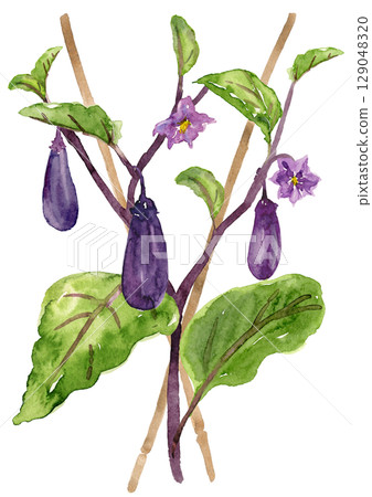 Eggplant in a home garden watercolor illustration 129048320