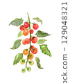 Watercolor illustration of cherry tomatoes from a home garden 129048321
