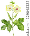 Okra and okra flowers in a home garden watercolor illustration 129048322