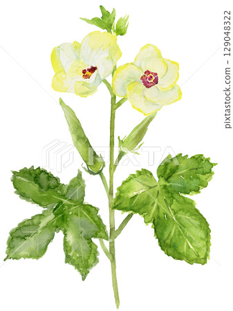 家庭花園水彩畫中的秋葵和秋葵花 129048322