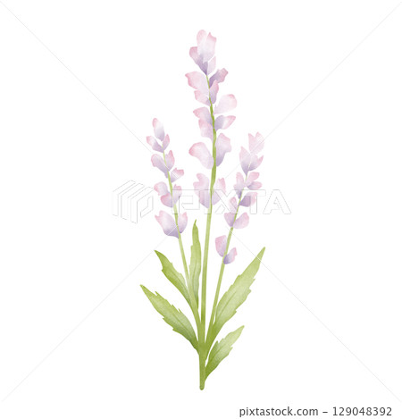 Purple flowers  129048392