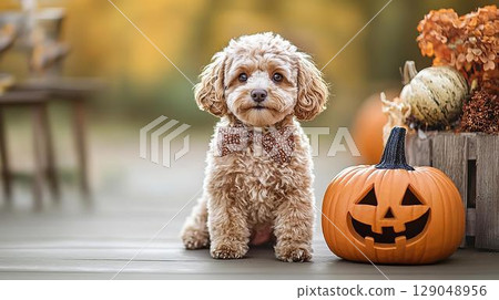 Toy poodle enjoying Halloween with pumpkins in autumn time 129048956