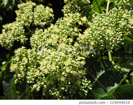 夏季盛開的「蒺藜」花 129049010