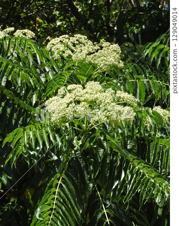 夏季盛開的「蒺藜」花 129049014