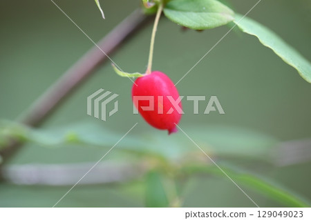 Red berries of the Japanese bush warbler Red berries of the Japanese bush warbler 129049023