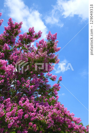 Flower of crape mybs 129049318