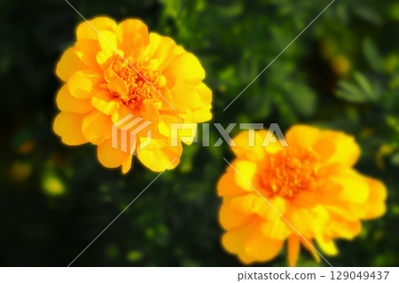 Bright golden yellow marigolds 129049437