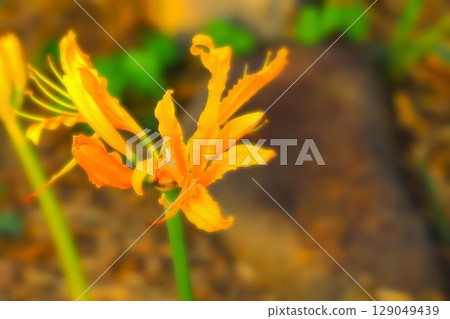 Bright orange spider lilies 129049439
