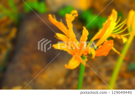 Bright orange spider lilies 129049440