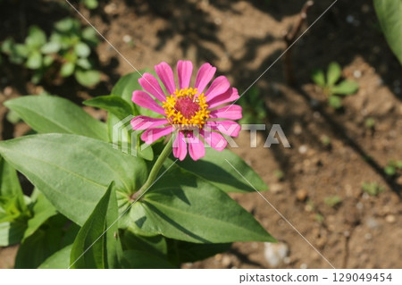 I walked in Fujimi Park I walked in Fujimi Park 129049454