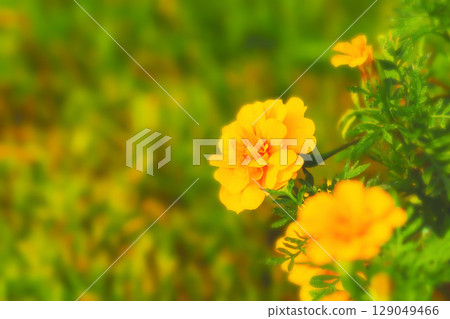 明亮的金黃色萬壽菊 129049466