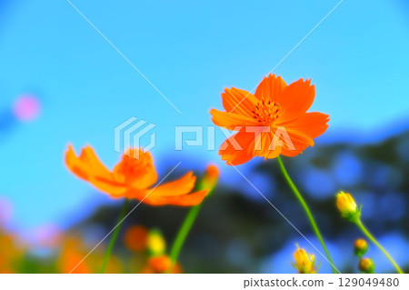 清爽的藍天和鮮豔的橙黃色波斯菊 129049480