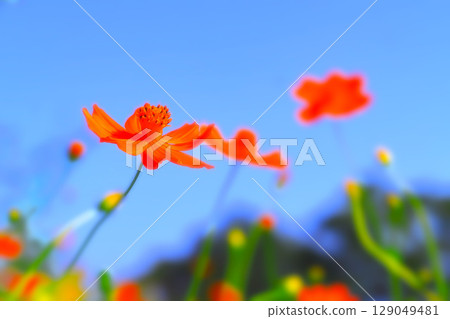 Clear blue sky and vibrant orange yellow cosmos 129049481