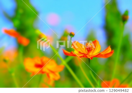 Bright orange yellow cosmos flowers in bloom 129049482