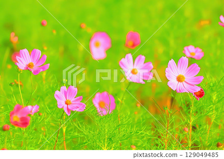 一簇盛開的粉紅色波斯菊 一簇盛開的粉紅色波斯菊 129049485