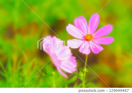 盛開的新鮮粉紅波斯菊花 盛開的新鮮粉紅波斯菊花 129049487