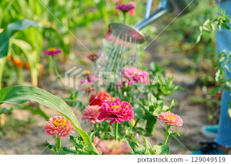 Close-up of watering can in hands watering zinnia flowers in summer garden 129049519