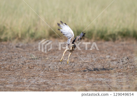 White eyed buzzard or Butastur teesa at tal chhapar blackbuck sanctuary rajasthan india. wild bird of prey face expression with full wingspan and eye contact taking off or flight from ground White eyed buzzard or Butastur teesa at tal chhapar blackbuck sanctuary rajasthan india. wild bird of prey face expression with full wingspan and eye contact taking off or flight from ground 129049654