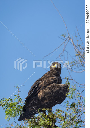 Greater spotted eagle or Clanga clanga large bird of prey at keoladeo national park or bharatpur bird sanctuary forest rajasthan india. bird of prey closeup or portrait perched on tree 129049655