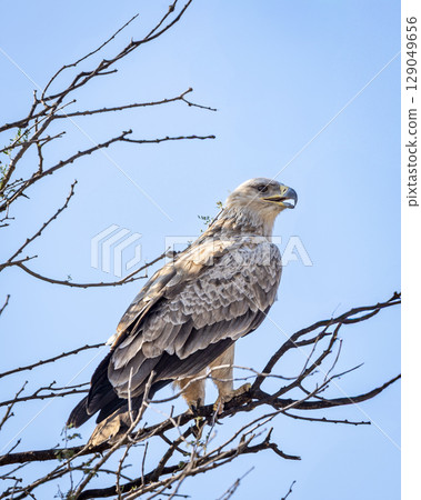 Long legged buzzard or Buteo rufinus bird of prey closeup or portrait perched on branch of a tree during winter season migration at tal chhapar blackbuck sanctuary churu rajasthan india asia Long legged buzzard or Buteo rufinus bird of prey closeup or portrait perched on branch of a tree during winter season migration at tal chhapar blackbuck sanctuary churu rajasthan india asia 129049656