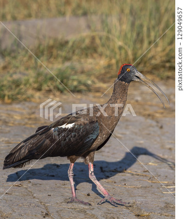 Wild Red naped ibis or Indian black ibis or Pseudibis papillosa bird closeup or portrait with open bill at keoladeo national park bharatpur bird sanctuary sanctuary rajasthan india asia 129049657