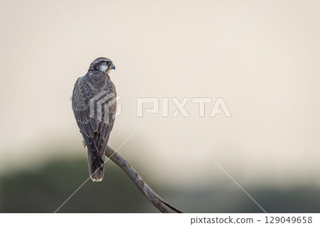 Laggar falcon or Falco jugger an angry and migratory bird Sitting on perch with green background during winter morning in an open grass field of tal chhapar blackbuck sanctuary rajasthan india asia Laggar falcon or Falco jugger an angry and migratory bird Sitting on perch with green background during winter morning in an open grass field of tal chhapar blackbuck sanctuary rajasthan india asia 129049658