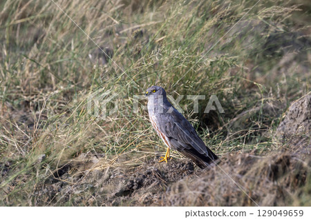 Montagu harrier male or Circus pygargus ground perched in green grass or meadow during winter season migration at tal chhapar sanctuary churu rajasthan india asia Montagu harrier male or Circus pygargus ground perched in green grass or meadow during winter season migration at tal chhapar sanctuary churu rajasthan india asia 129049659