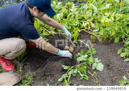 馬鈴薯收穫：北卡穆伊品種 129049859