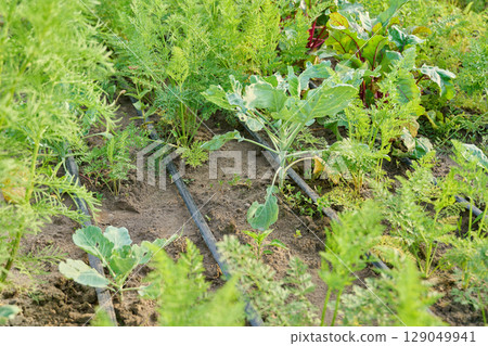 Vegetable garden with drip irrigation in the summer season Vegetable garden with drip irrigation in the summer season 129049941