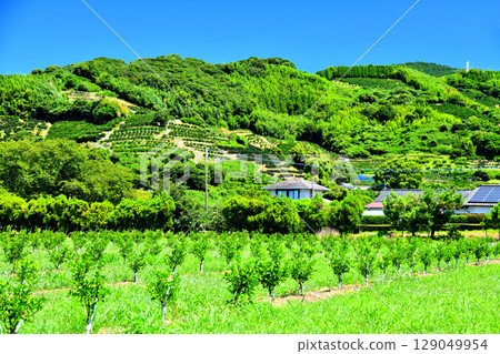 Scenery of Oguchi, Misumicho, Uki City, Kumamoto Prefecture [July 2025] 129049954