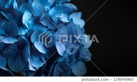 Blue hydrangea and black background 129049965