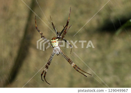 Male and female orb-weaver spiders photographed together on a spider's web (outdoor field animal macro photography) 129049967