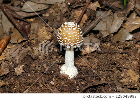 A young, warty, egg-shaped, highly poisonous Amanita mushroom (macro photography of fungi and mushrooms in the natural environment) 129049982