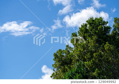Early summer blue sky, fresh green trees and white clouds 129049992