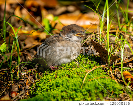 Sparrow walking on the ground 129050136