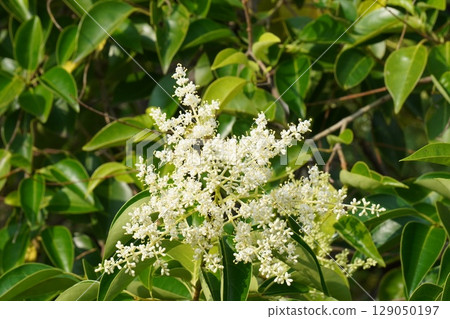 Ligustrum japonicum flowers, June 2025 129050197