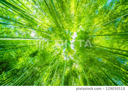 Yokohama cityscape in Japan: Bamboo forest dyed green (July 30th) Yokohama cityscape in Japan: Bamboo forest dyed green (July 30th) 129050518