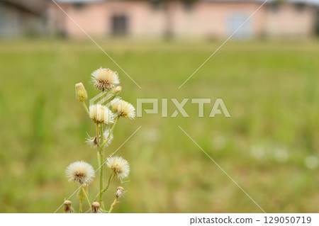 Aletnino Aletnino 129050719