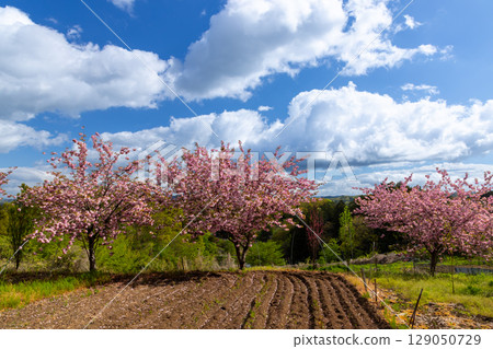 福島縣福島市飯野町花屋敷公園附近的山丘上，成排的重瓣櫻花樹 129050729
